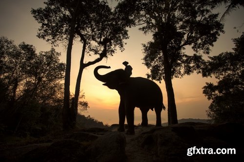 Collection mahout elephant bathing in the jungle 25 HQ Jpeg