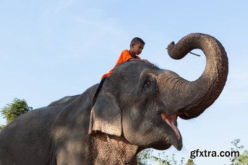 Collection mahout elephant bathing in the jungle 25 HQ Jpeg