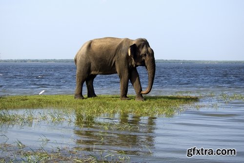 Collection mahout elephant bathing in the jungle 25 HQ Jpeg