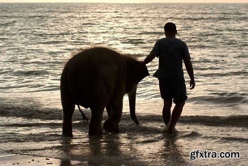 Collection mahout elephant bathing in the jungle 25 HQ Jpeg