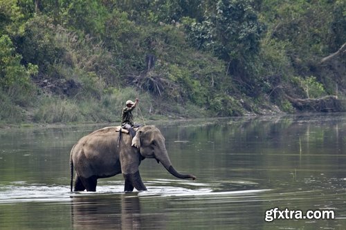 Collection mahout elephant bathing in the jungle 25 HQ Jpeg