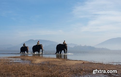 Collection mahout elephant bathing in the jungle 25 HQ Jpeg