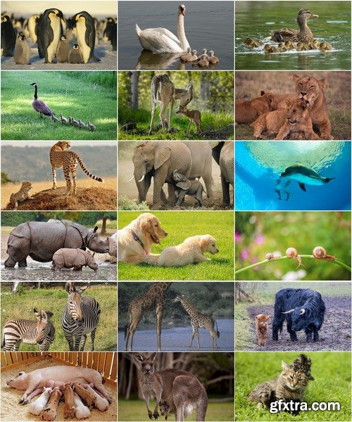 Collection wild animals with young offspring 25 HQ Jpeg