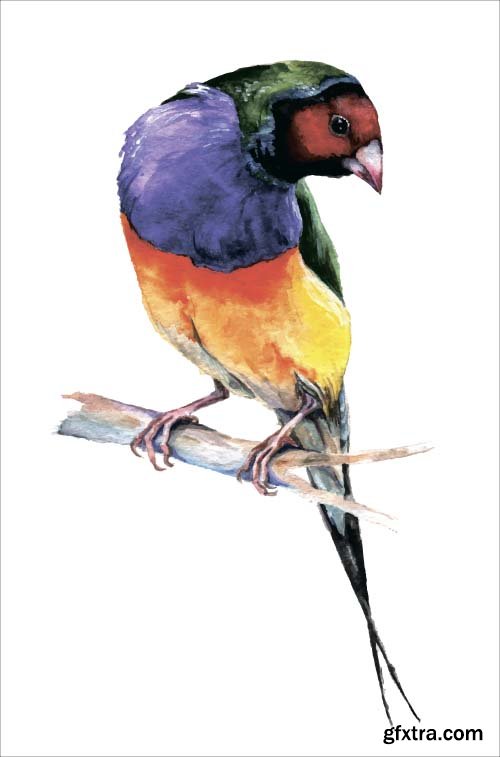 Watercolor Vector Birds - 10x EPS