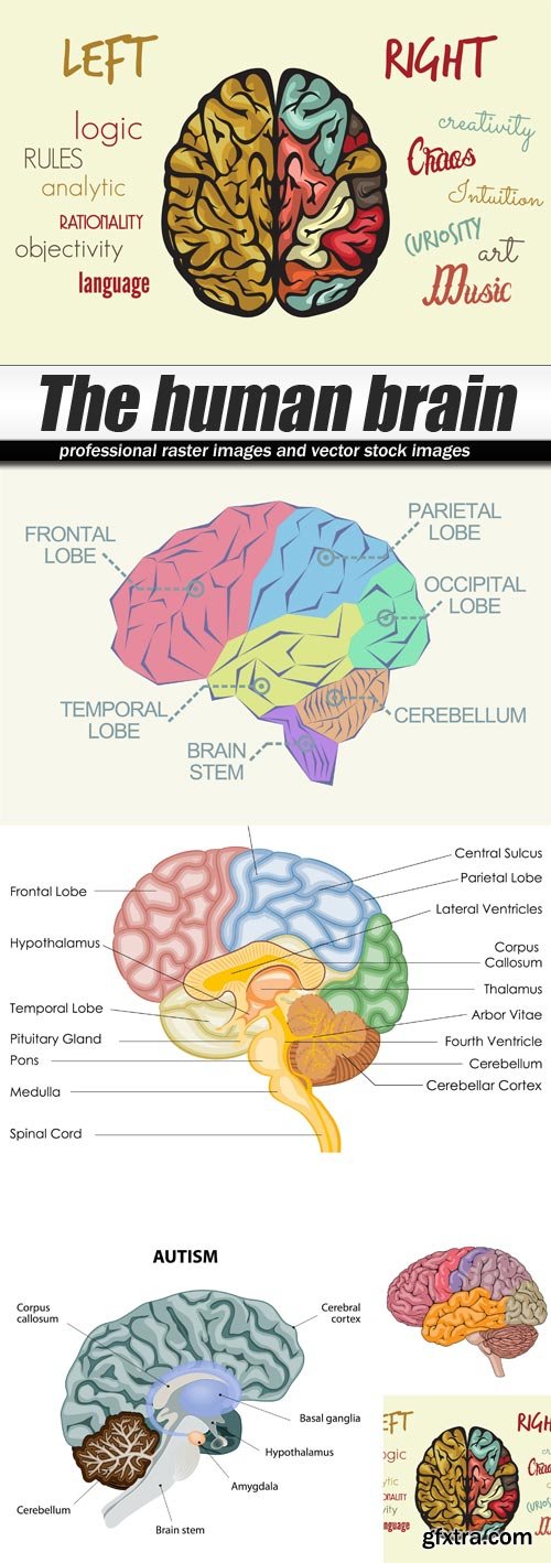 The human brain