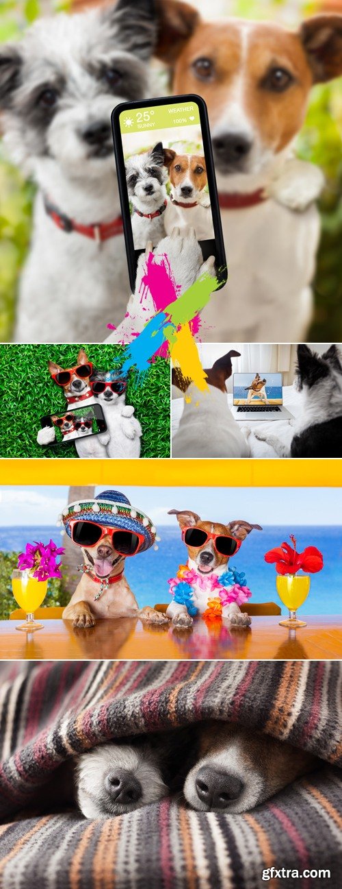 Stock Photo - Two Funny Dogs