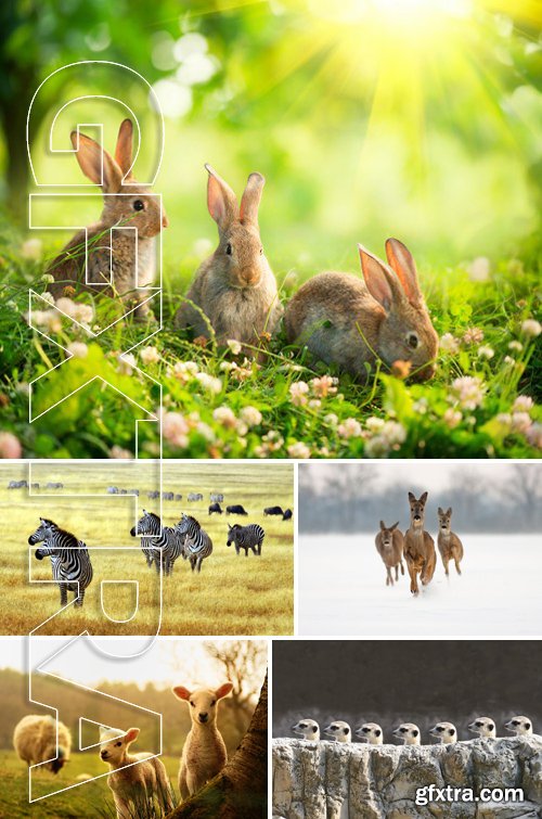 Stock Photos - Different Animals