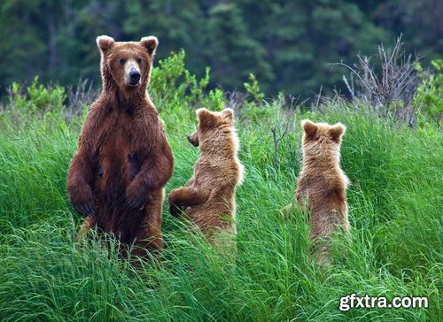 Collection of the most beautiful landscapes of Alaska Bear Deer Mountain Sea radiance 25 HQ Jpeg