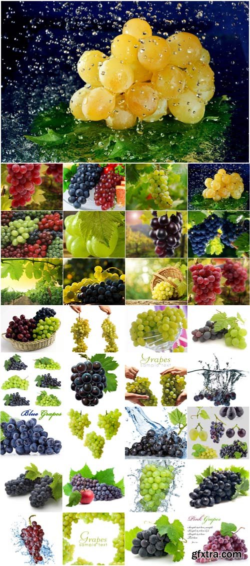 Ripe juicy grapes raster graphics