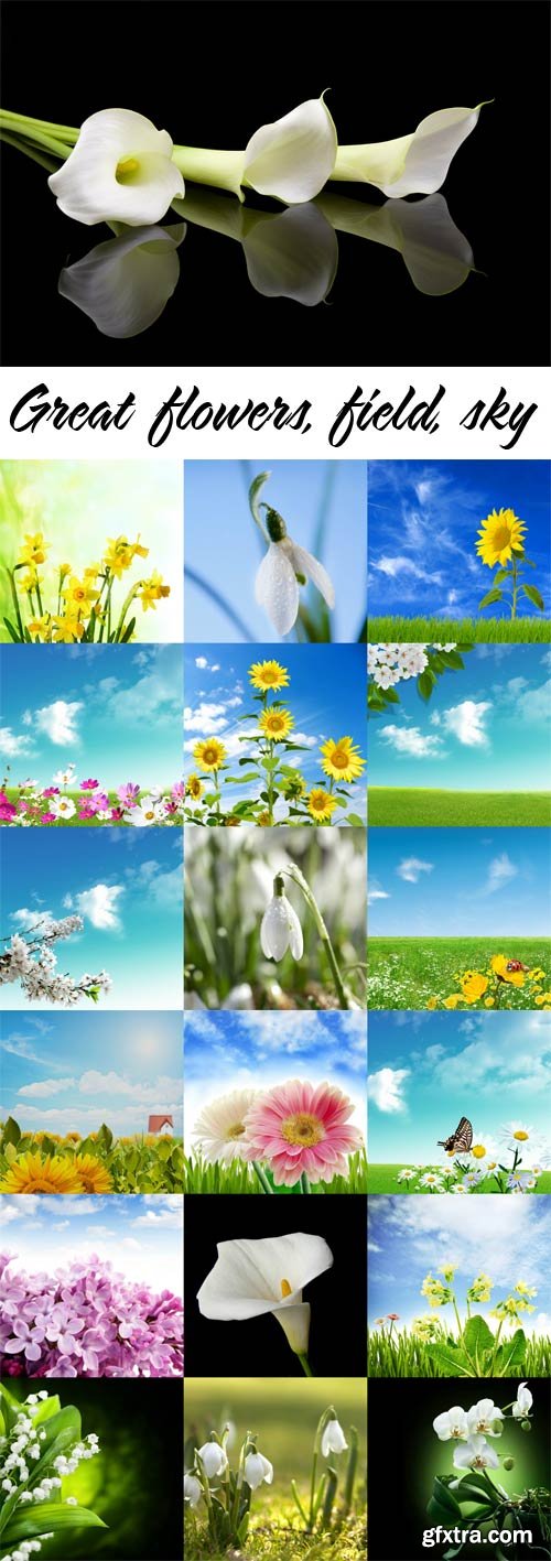 Great flowers, field, sky raster graphics