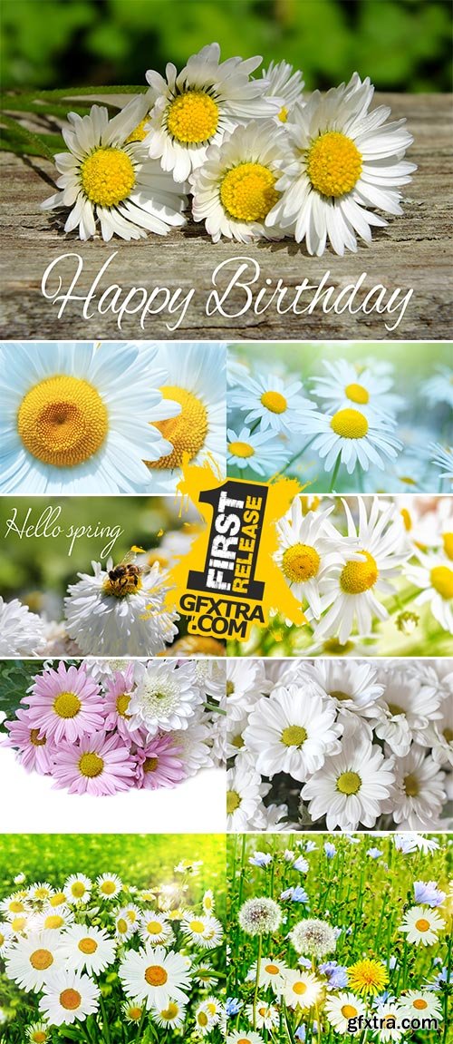 Stock Photo wildflowers daisies