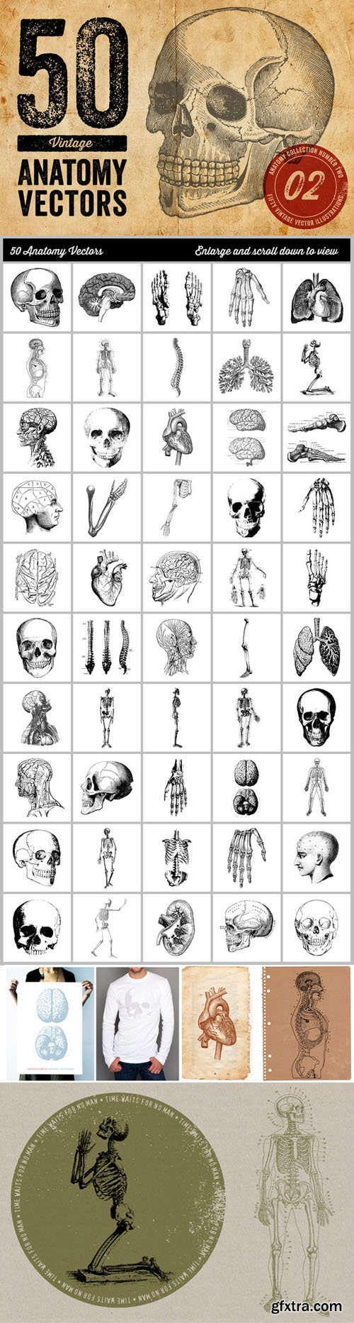 CM - 50 Vintage Anatomy Vectors 65271