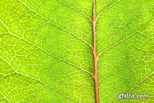 Flowers And Leaves Closeup Photo - 15x JPEGs