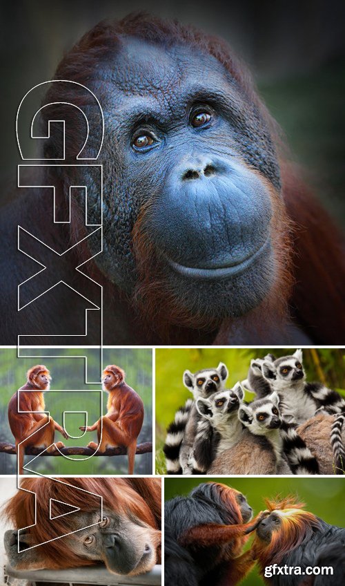 Stock Photos - Monkey