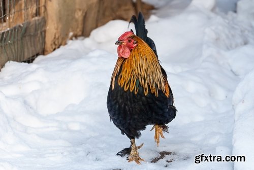 Collection of various types of chicken cock comb 25 HQ Jpeg