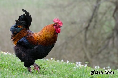 Collection of various types of chicken cock comb 25 HQ Jpeg