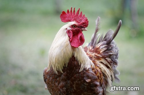 Collection of various types of chicken cock comb 25 HQ Jpeg