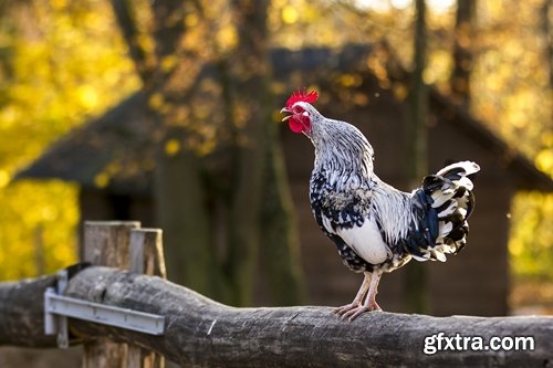 Collection of various types of chicken cock comb 25 HQ Jpeg