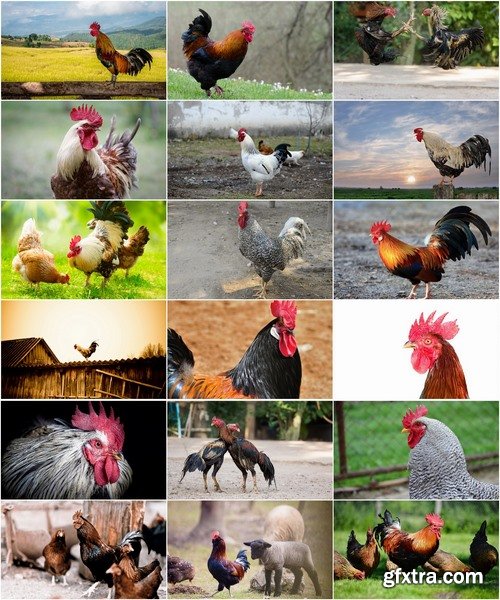 Collection of various types of chicken cock comb 25 HQ Jpeg