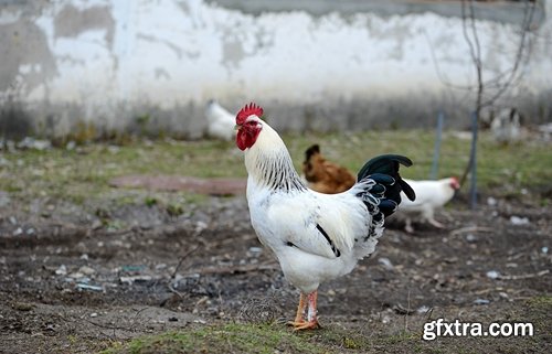 Collection of various types of chicken cock comb 25 HQ Jpeg