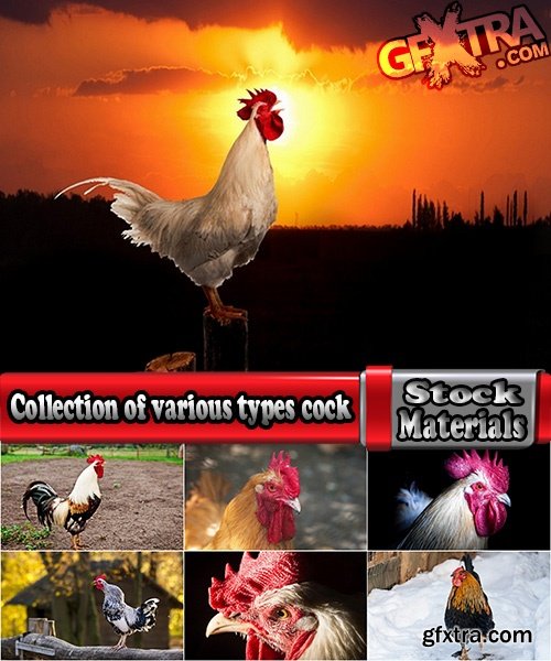 Collection of various types of chicken cock comb 25 HQ Jpeg