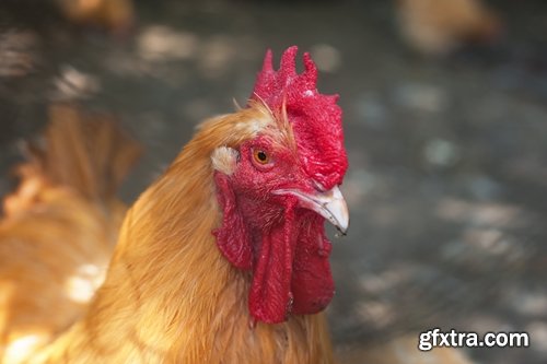 Collection of various types of chicken cock comb 25 HQ Jpeg