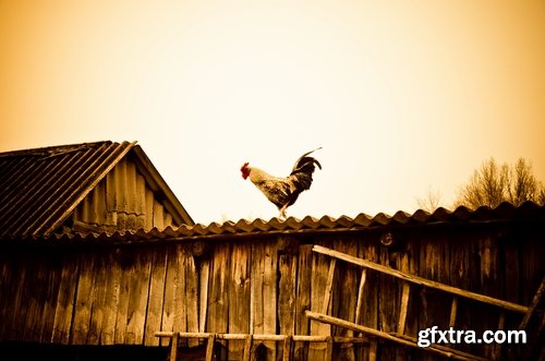 Collection of various types of chicken cock comb 25 HQ Jpeg