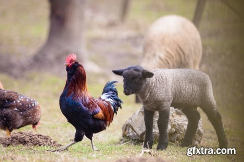 Collection of various types of chicken cock comb 25 HQ Jpeg