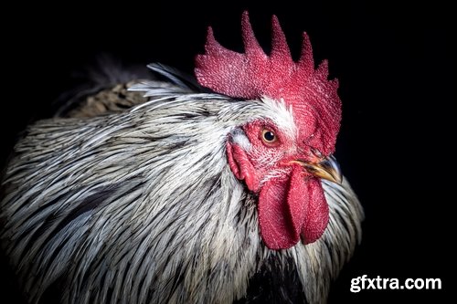 Collection of various types of chicken cock comb 25 HQ Jpeg