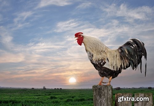 Collection of various types of chicken cock comb 25 HQ Jpeg