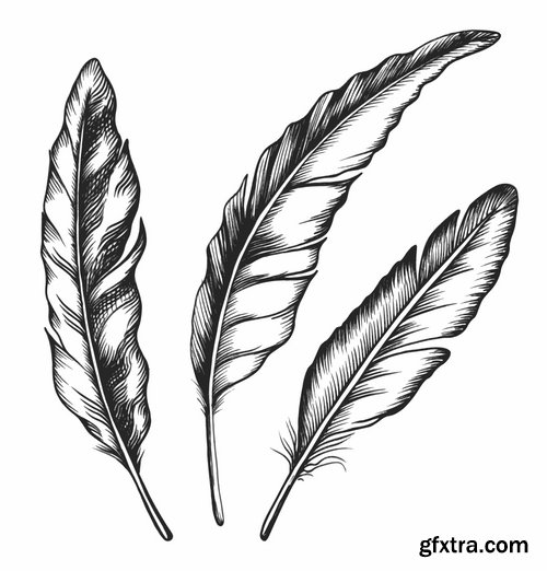 Collection of vector silhouettes picture feather feathers bird feather 25 Eps