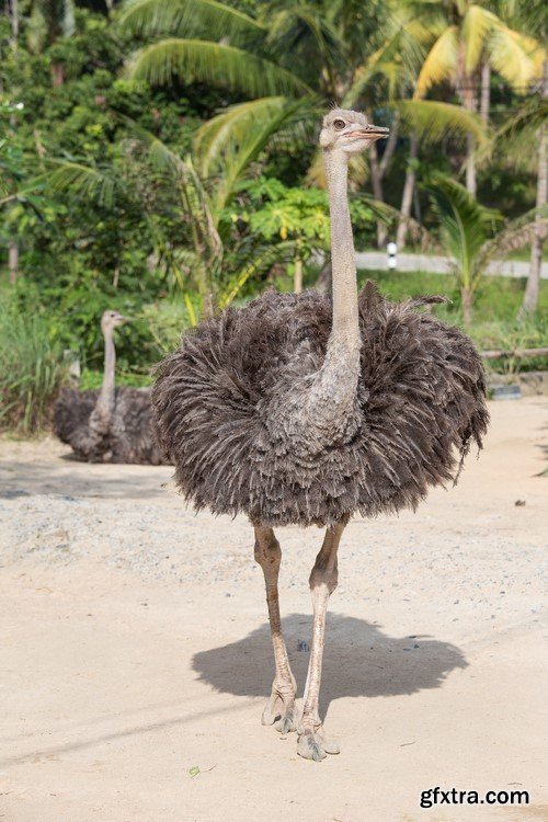 Ostrich