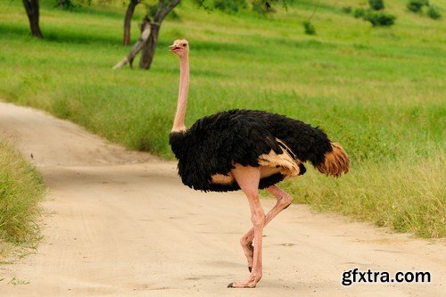 Ostrich