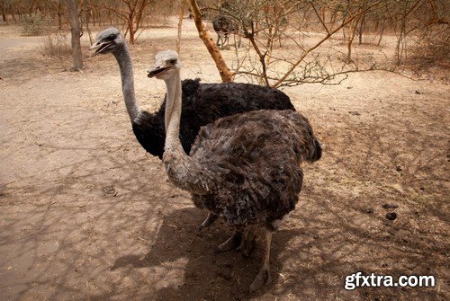 Ostrich