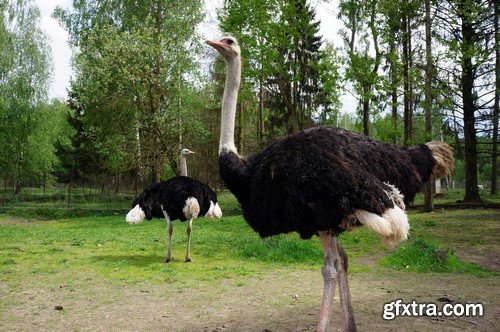 Ostrich