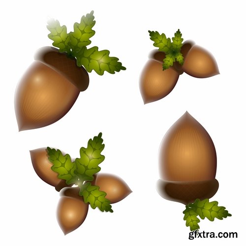 Collection of vector image oak acorn nut leaf 25 Eps