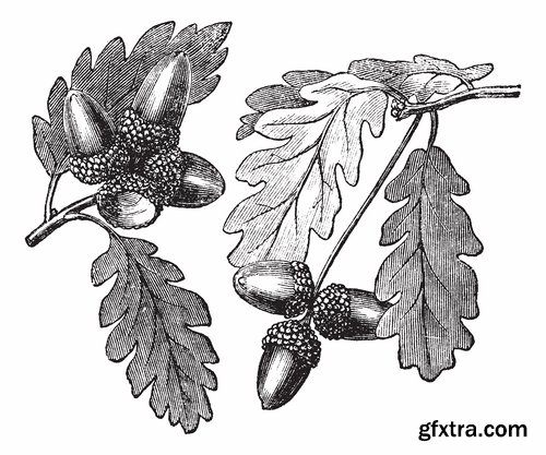 Collection of vector image oak acorn nut leaf 25 Eps