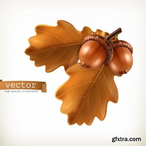 Collection of vector image oak acorn nut leaf 25 Eps