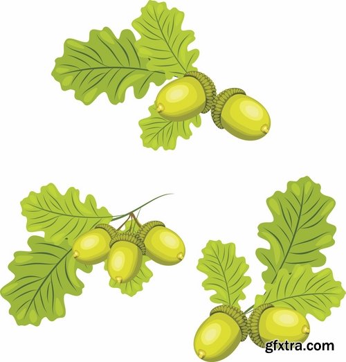 Collection of vector image oak acorn nut leaf 25 Eps