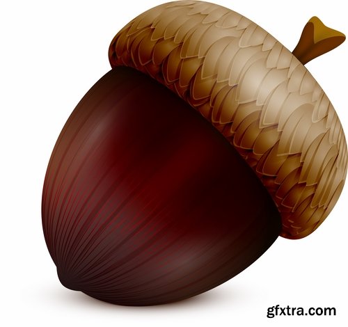 Collection of vector image oak acorn nut leaf 25 Eps