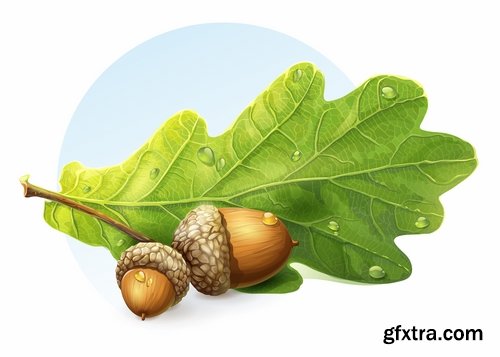 Collection of vector image oak acorn nut leaf 25 Eps