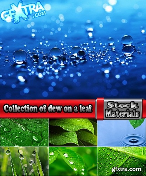 Collection of dew on a leaf close-up images of leaves and grass water drop 25 HQ Jpeg