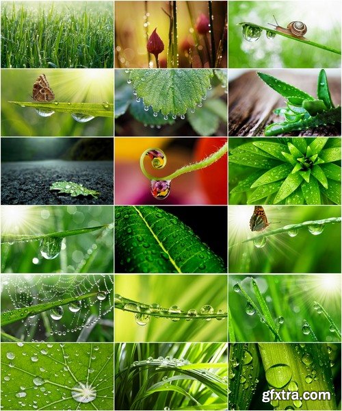 Collection of dew on a leaf close-up images of leaves and grass water drop 25 HQ Jpeg