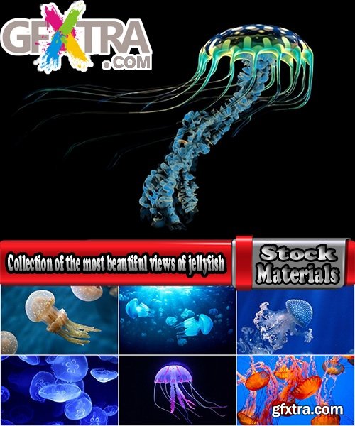 Collection of the most beautiful views of the underwater world of jellyfish coelenterates 25 HQ Jpeg