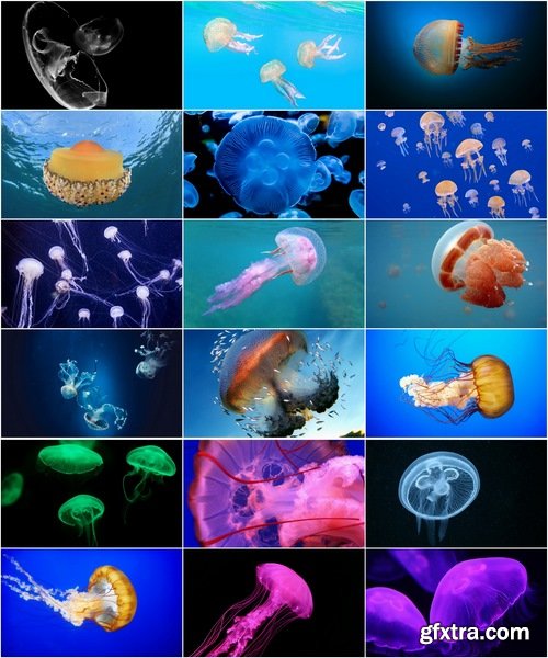 Collection of the most beautiful views of the underwater world of jellyfish coelenterates 25 HQ Jpeg