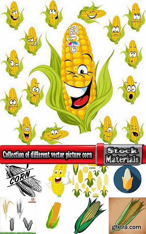 Collection of different vector picture corn 25 Eps