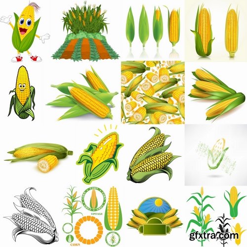 Collection of different vector picture corn 25 Eps