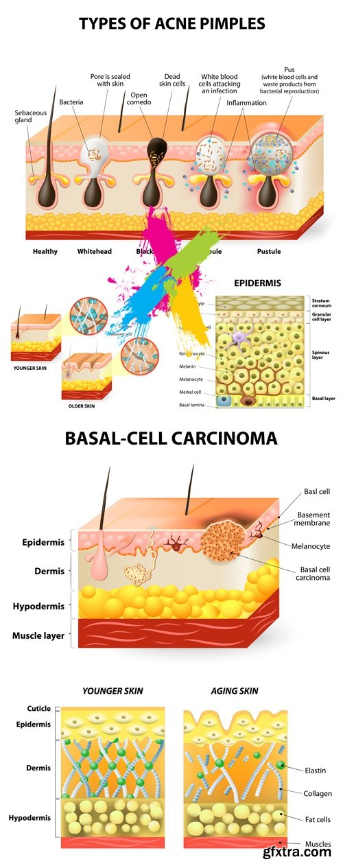 Structure of the Skin Vector