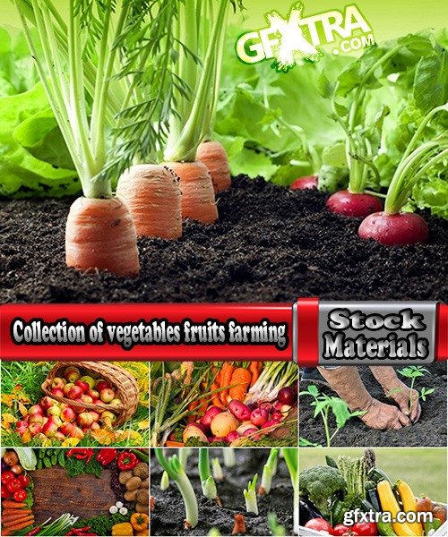 Collection of vegetables fruits farming gardening bed field illustration vegetable still life 25 HQ Jpeg