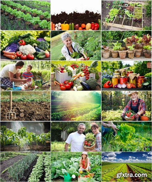 Collection of vegetables fruits farming gardening bed field illustration vegetable still life 25 HQ Jpeg